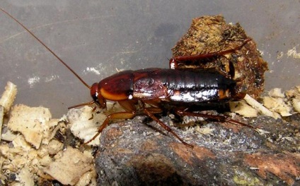 Ghețarul turc (shelfordella tartara), un club de furnici