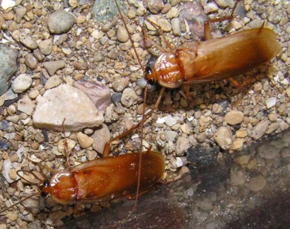 Ghețarul turc (shelfordella tartara), un club de furnici