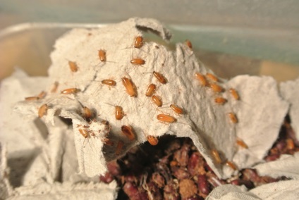 Conținutul turcmenesc de gândaci și reproducere, fotografie turkmenă de gândaci, descrierea turcmenilor de gândaci