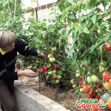 Soiuri de coacere cu soiuri de soiuri de tomate Descrierea și particularitățile cultivării