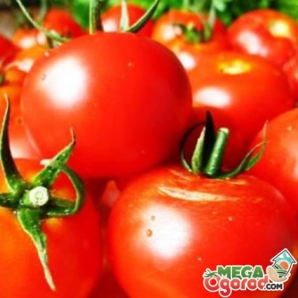 Soiuri de coacere cu soiuri de soiuri de tomate Descrierea și particularitățile cultivării