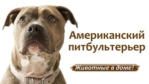 A kutya fülhurja képekben, macskáinkban és kutyáinkban
