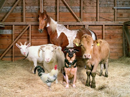 Ló, nyúl, kutya és más állatok gondozása - állatok gondozása - állatokról szóló cikkek -