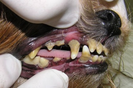 Îngrijirea dinților câinilor