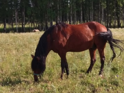 În sat, în pustie, în Ivankovo ​​sau în ecoturism în cartierul Yasnogorsk din regiunea Tula