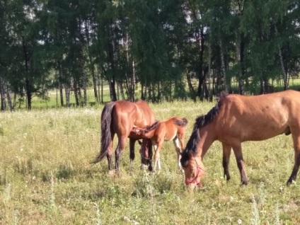 În sat, în pustie, în Ivankovo ​​sau în ecoturism în cartierul Yasnogorsk din regiunea Tula