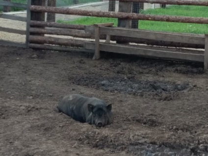 În sat, în pustie, în Ivankovo ​​sau în ecoturism în cartierul Yasnogorsk din regiunea Tula