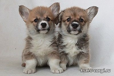 Welsh corgi Pembroke este un ciobănesc mic! Câini și cățeluși