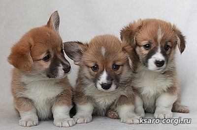 Welsh corgi Pembroke este un ciobănesc mic! Câini și cățeluși