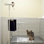 Clinica veterinară (clinică veterinară) în g