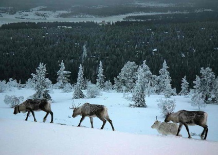 În Finlanda până la Moș Crăciun - Finlanda până la Moș Crăciun - locuri de odihnă