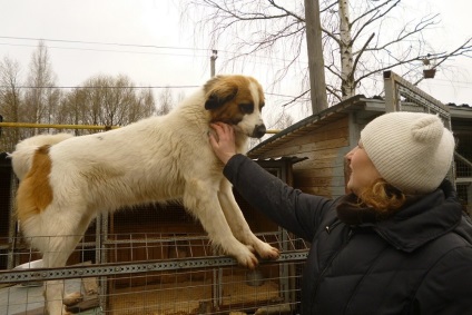 În gheață-cristal au creat un adăpost pentru animale fără adăpost - ziarul rus