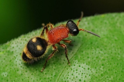 Tipuri de viespi - fotografii și cum trăiesc diferiți reprezentanți ai insectelor stinging