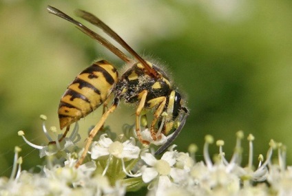 Tipuri de viespi - fotografii și cum trăiesc diferiți reprezentanți ai insectelor stinging