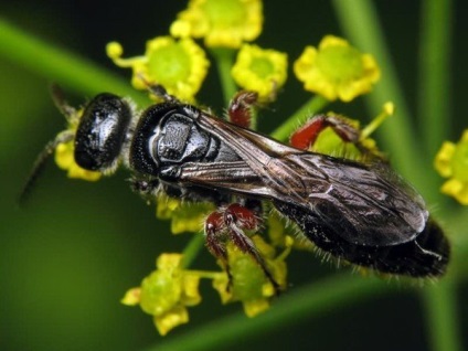 Tipuri de viespi - fotografii și cum trăiesc diferiți reprezentanți ai insectelor stinging