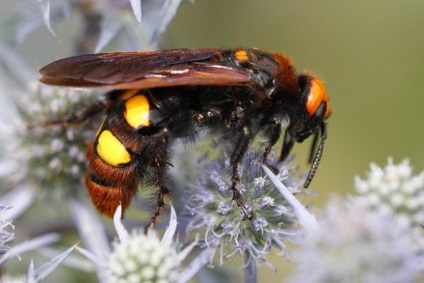Tipuri de viespi - fotografii și cum trăiesc diferiți reprezentanți ai insectelor stinging