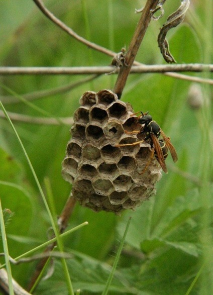 Tipuri de viespi - fotografii și cum trăiesc diferiți reprezentanți ai insectelor stinging