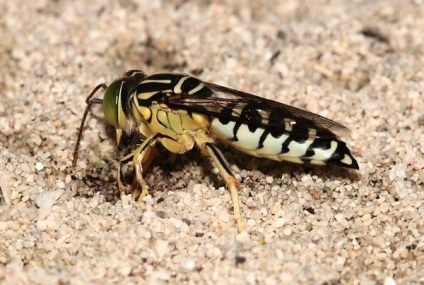 Tipuri de viespi - fotografii și cum trăiesc diferiți reprezentanți ai insectelor stinging