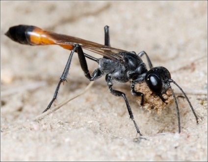 Tipuri de viespi - fotografii și cum trăiesc diferiți reprezentanți ai insectelor stinging