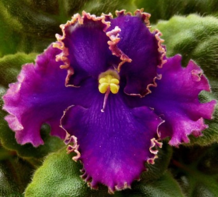 Növekvő violetek