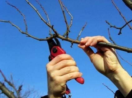 Cultivarea caisei în grădină