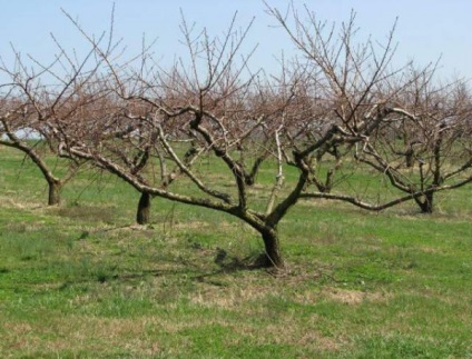 Cultivarea caisei în grădină