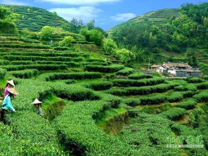 Ceai în creștere în China - teaterra, teaterra