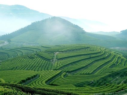 Ceai în creștere în China - teaterra, teaterra