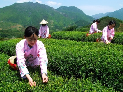Ceai în creștere în China - teaterra, teaterra