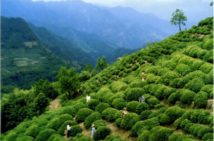 Ceai în creștere în China - teaterra, teaterra