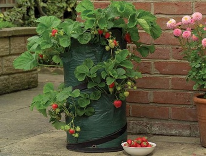 Cultivarea căpșunilor pe tot parcursul anului - într-o seră, în saci de polietilenă