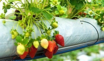 Cultivarea căpșunilor pe tehnologia olandeză - sfaturi utile