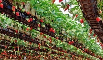 Cultivarea căpșunilor pe tehnologia olandeză - sfaturi utile