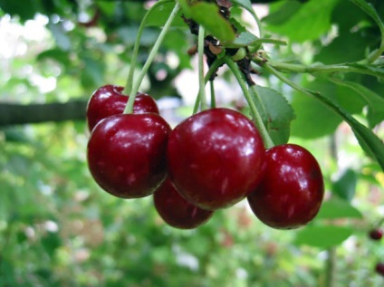 Cherry Vladimir descrierea și caracterizarea soiului, avantaje și dezavantaje, caracteristici de plantare și