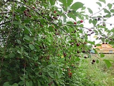 Cherry Vladimir descriere, plantare și îngrijire