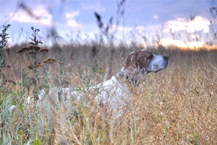 În regiunea Rostov, regulile de vânătoare cu câini s-au schimbat, iar în Crimeea au loc concursuri