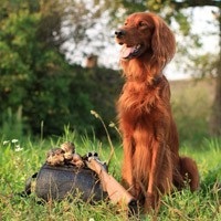 În regiunea Rostov, regulile de vânătoare cu câini s-au schimbat, iar în Crimeea au loc competiții