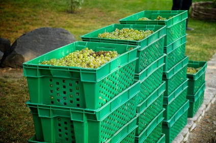 Minden a grúz borok árairól, a fajtaról, mennyit vehet fel