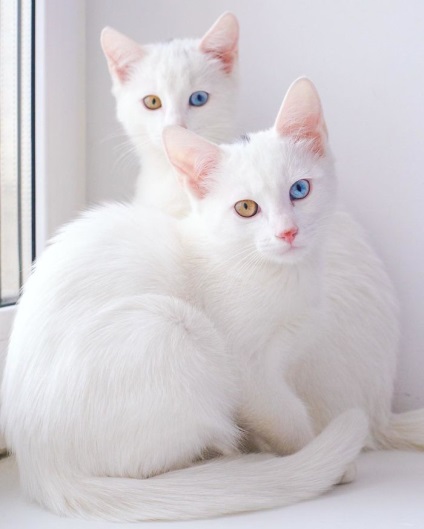 Ismerkedjen meg a világ legszebb macskák-ikreivel