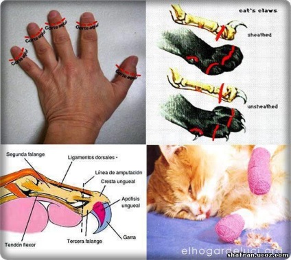Tyumenben a macska a művelet után halt meg, hogy eltávolítsa a karmokat, ami veszélyes a 