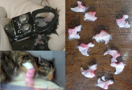 Tyumenben a macska a művelet után halt meg, hogy eltávolítsa a karmokat, ami veszélyes a 