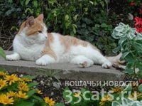 În marele Novgorod a existat un monument pentru monștrii care salvează pisica