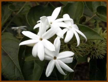 Curly flori de interior