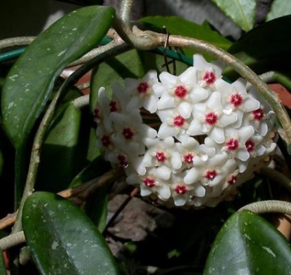 Curly flori de interior