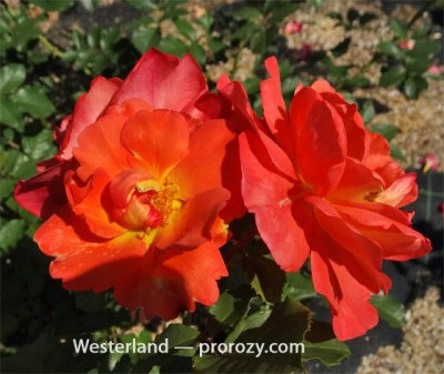 Westerland - a rózsa, fotó, vélemények leírása