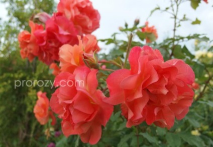 Westerland - descriere a trandafirului, fotografie, recenzii