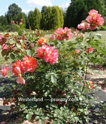 Westerland - a rózsa, fotó, vélemények leírása