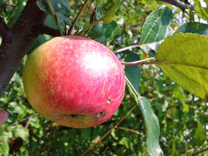 Grădina de arbori din Apple și soiurile de toamnă de video de mere