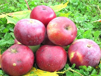 Applefa-kert és őszi fajták almafák videó