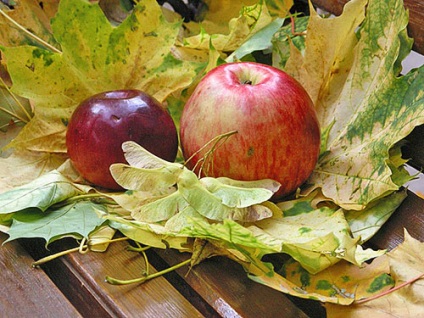 Applefa-kert és őszi fajták almafák videó